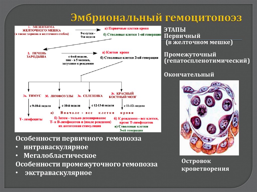 Обеспечивает кроветворение. Схема кроветворения иммунология. Таблица кроветворения гистология. Схема гемопоэза гистология.