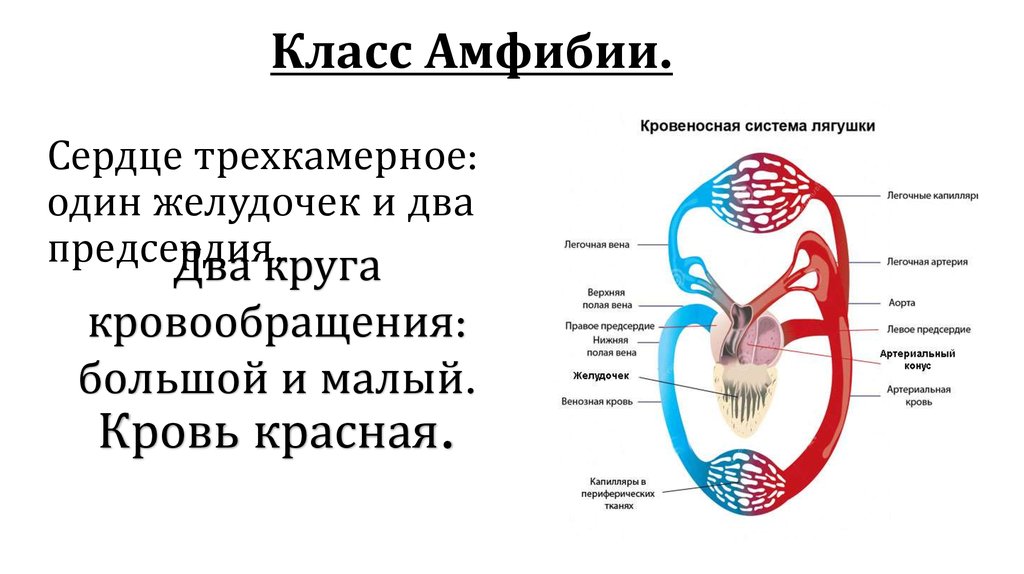 Кровообращение амфибий схема