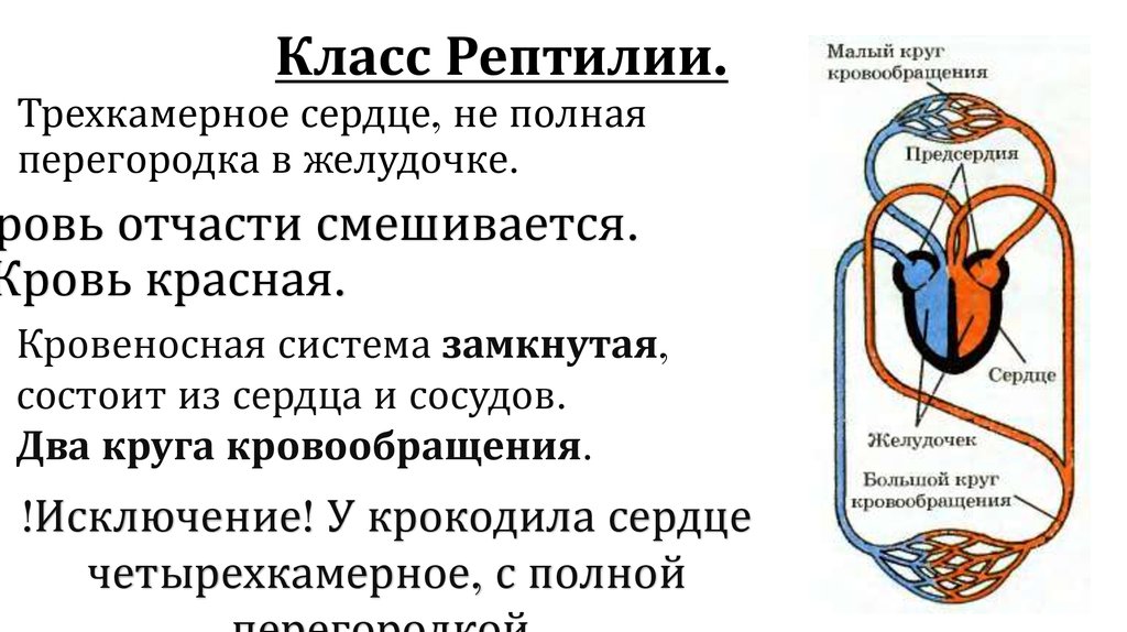 Малый круг кровообращения течет