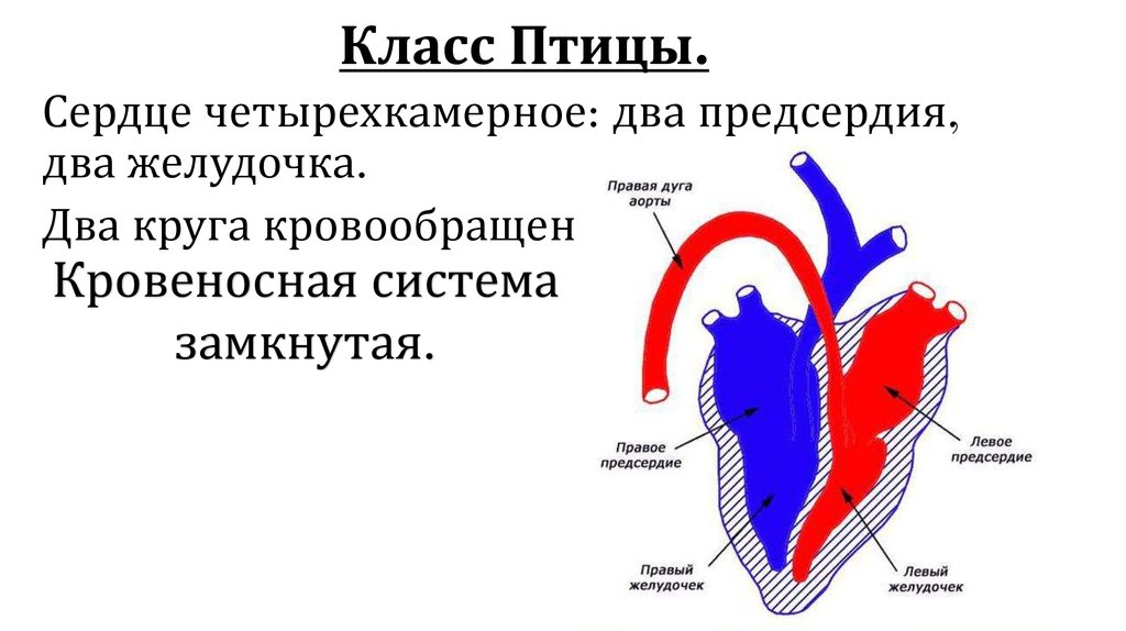 У ящерицы четырехкамерное сердце. Сердце птиц. Строение сердца птиц.