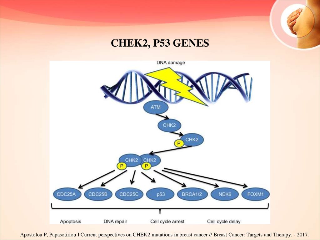 Ген молочной железы. Chek2 мутация. Мутация Гена chek2. Ген p53. Chek2.