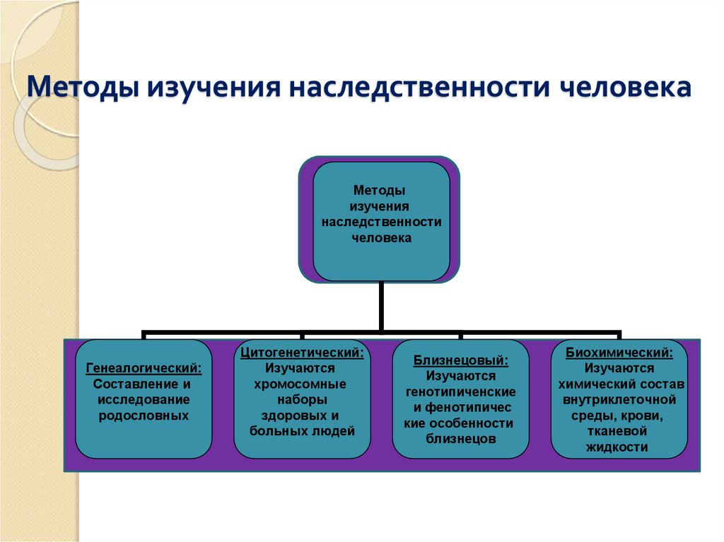 Презентация 9 класс методы изучения наследственности человека