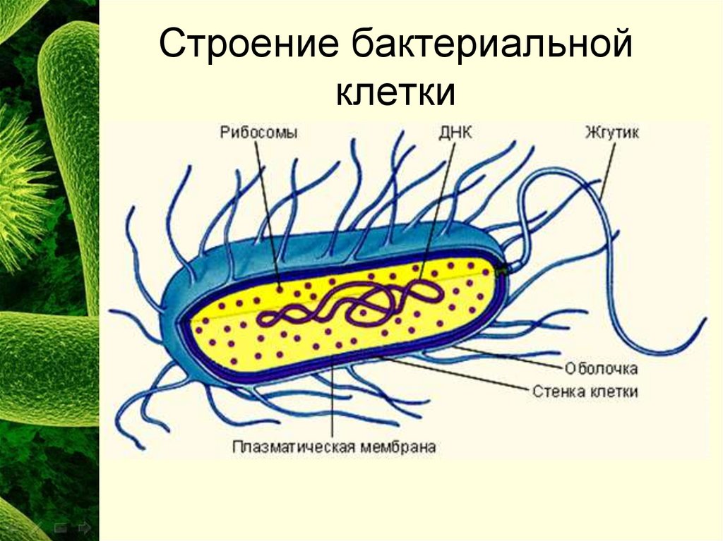 Бактерии прокариоты 5 класс. Царство прокариоты строение. Строение бактерии. Строение клетки бактерии. Структура бактериальной клетки.