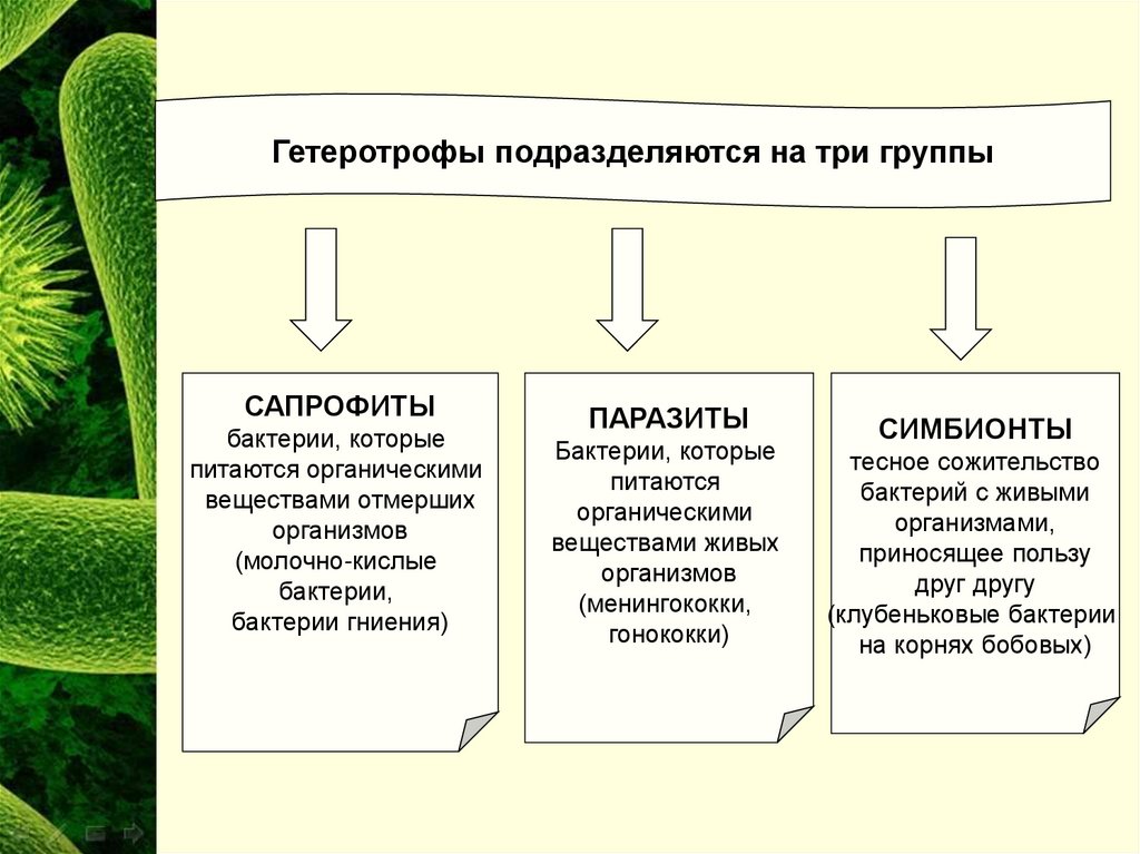 Гетеротрофы это 5 класс. Гетеротрофы подразделяются на. Организмы питающиеся органическими веществами живых организмов. Подцарство бактерии. Бактерии питающиеся живыми органическими веществами.