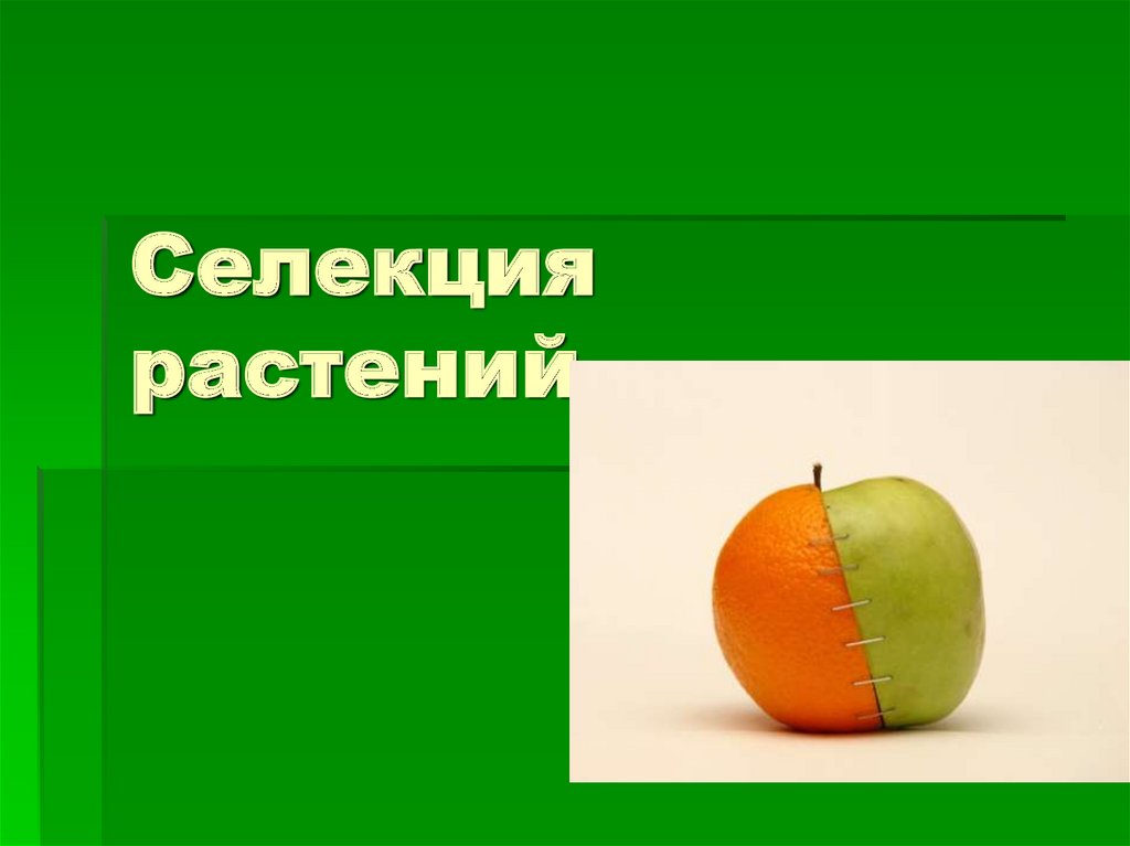 Селекция растений и животных