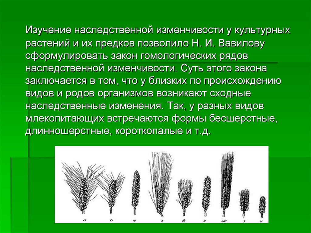 Закон вавилова о гомологических рядах наследственной изменчивости презентация