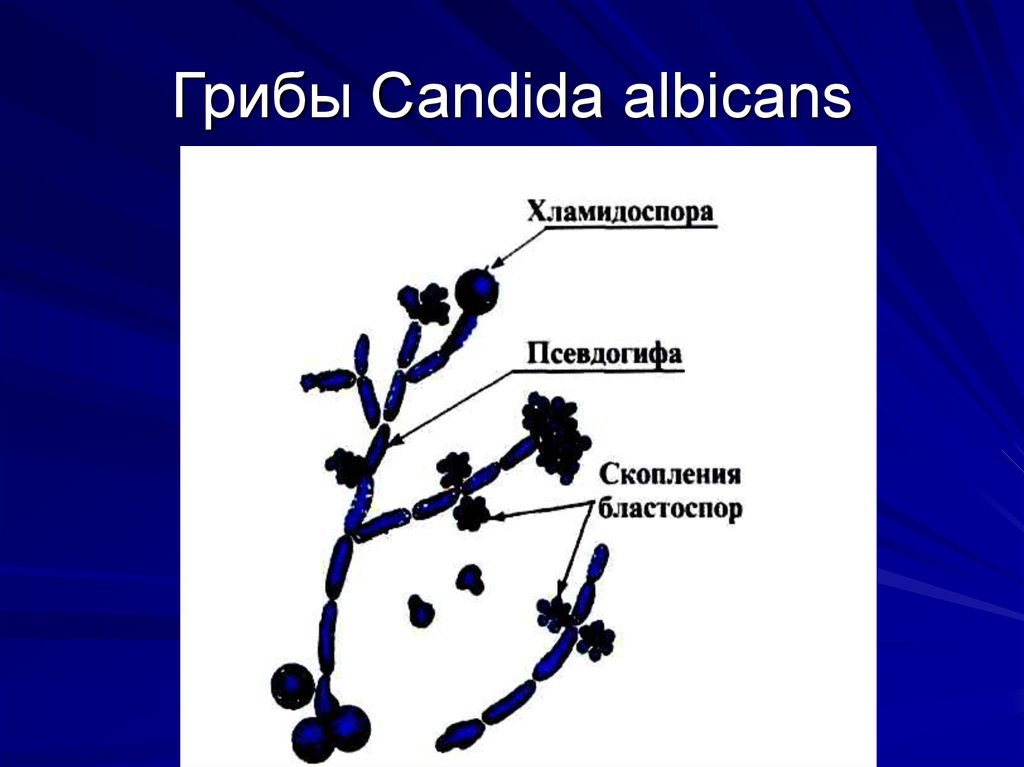 Дрожжеподобные грибы candida. Строение гриба Candida albicans. Дрожжеподобный гриб Candida albicans. Строение грибов рода Candida albicans. Хламидоспоры кандида.