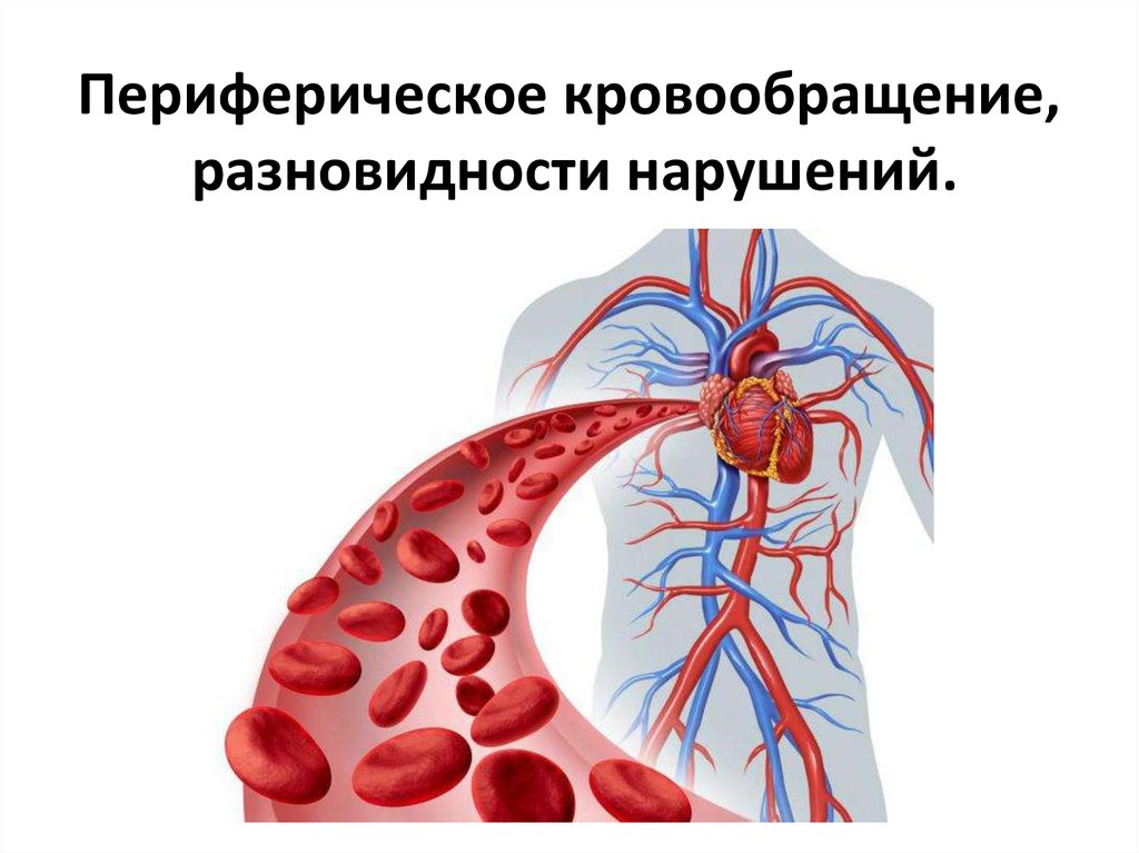 Периферическое кровообращение, разновидности нарушений - презентация онлайн