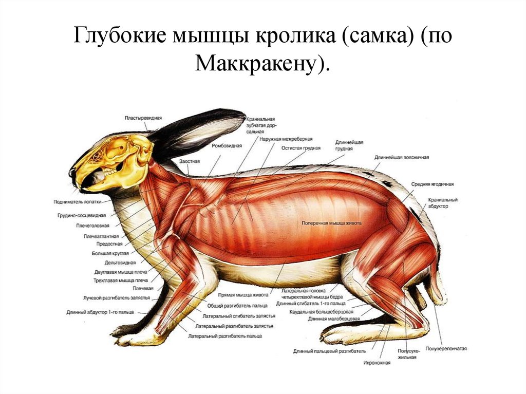 Внутреннее строение зайца. Мышечная система кролика. Заяц мышечное строение. Анатомия кролика. Строение кролика.