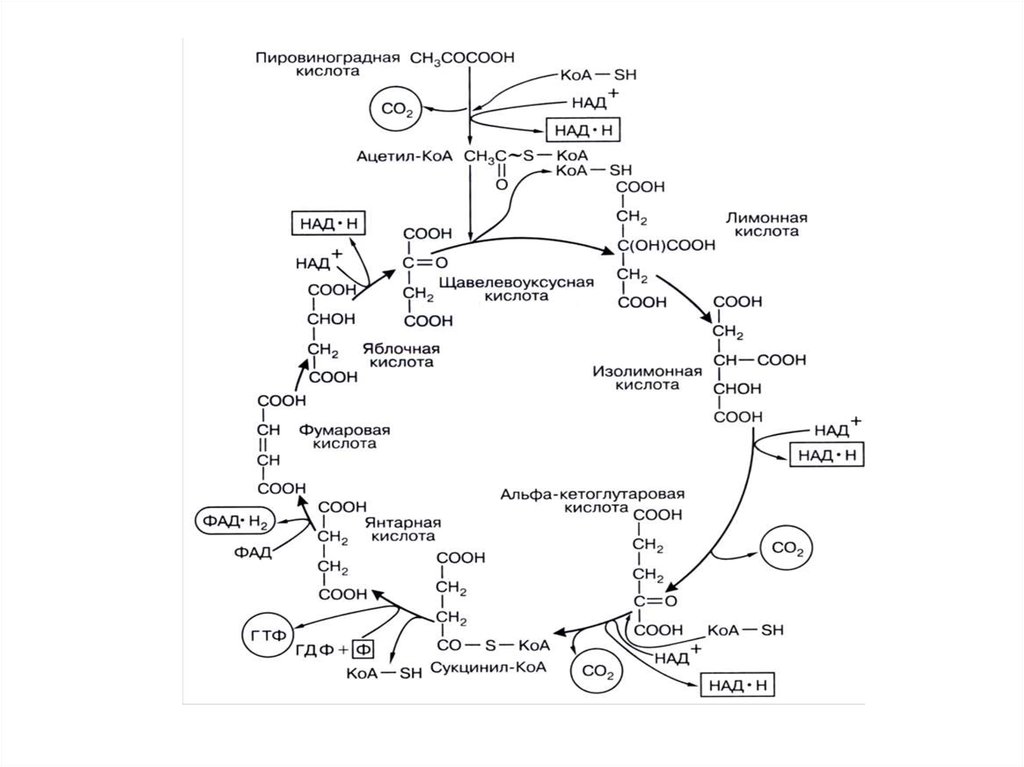 Схема этапов клеточного дыхания. Кислородный этап энергетического обмена цикл Кребса. Цикл Кребса кислородный этап. Этапы образования ацетил КОА. Схема процесса образования ацетил КОА.