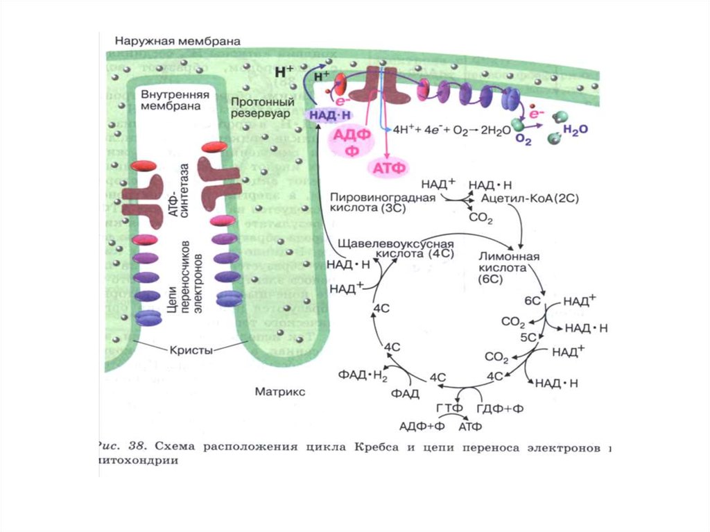 Окислительное фосфорилирование презентация