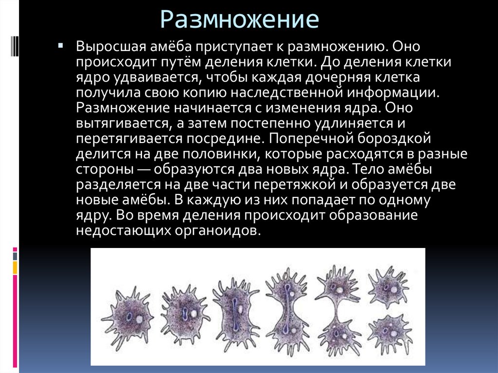 Сообщение про размножение. Деление амебы. Питание амебы. Копирование наследственной информации размножение.