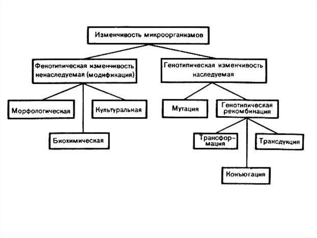 Схема изменчивости по биологии