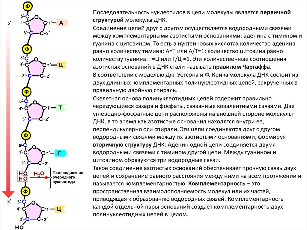 Изменение нуклеотидной последовательности. Водородные связи между нуклеотидами РНК. Схема соединения нескольких нуклеотидов в цепь первичная структура. Антипараллельность цепей ДНК. Структура ДНК азотистые основания.