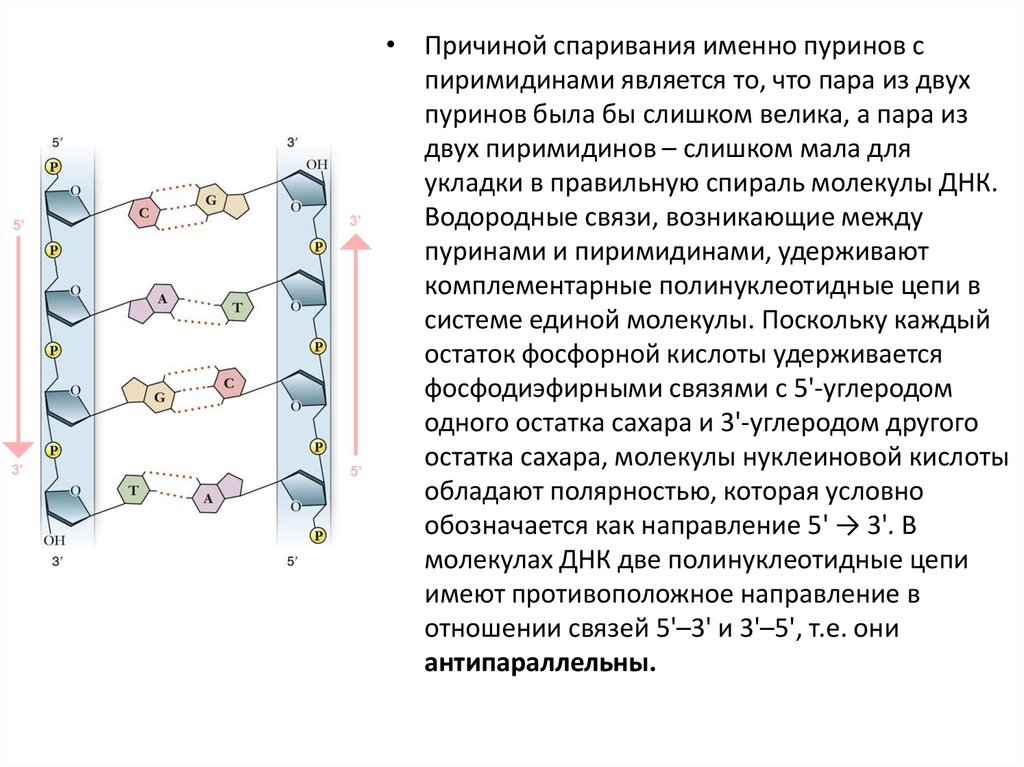 Начало цепи днк. Две полинуклеотидные цепи. Две полинуклеотидные цепи ДНК. Полинуклеотидные цепи в молекуле ДНК удерживаются. В молекуле ДНК две полинуклеотидные нити связаны с помощью.