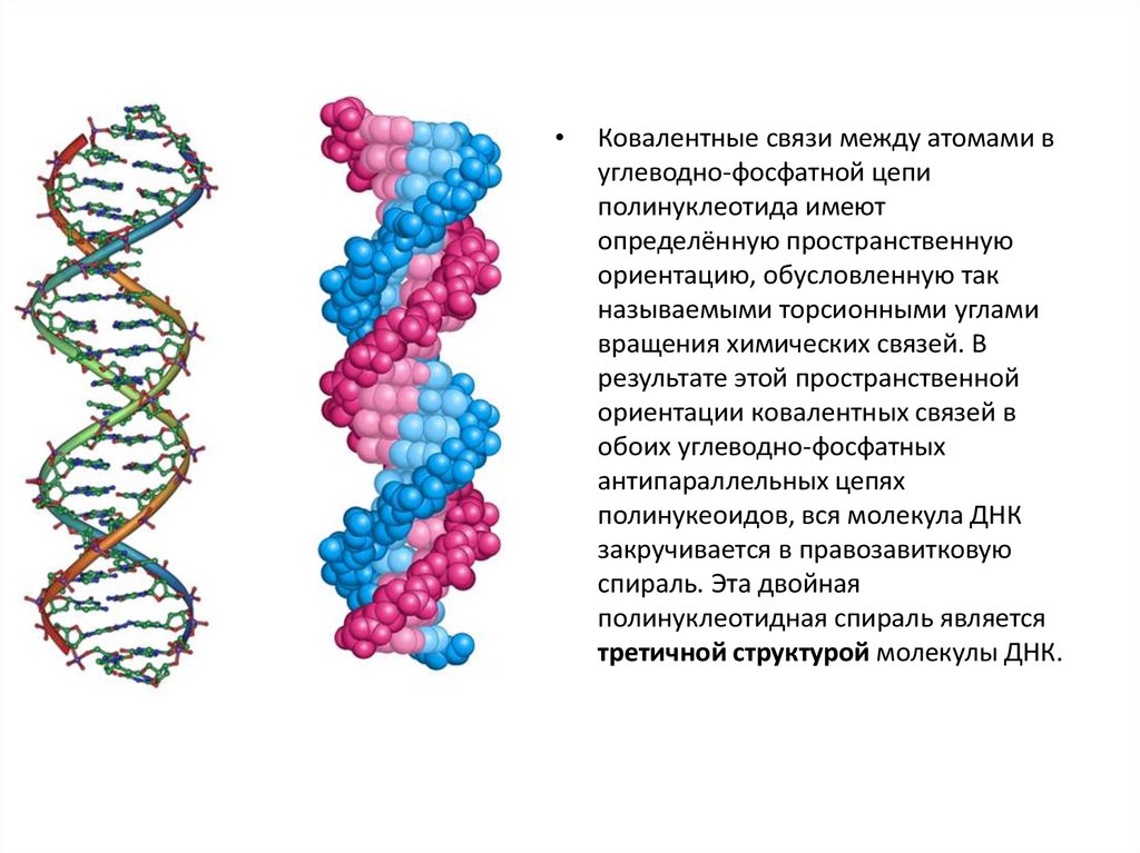 Генетика 9 класс биология презентация