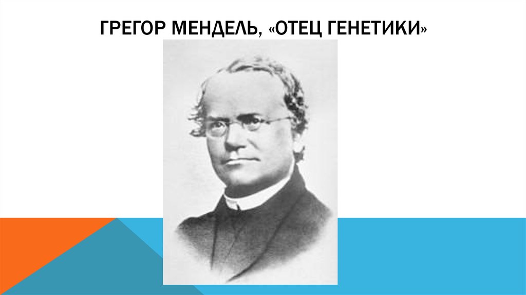 Отец генетики грегор иоганн мендель проект 11 класс