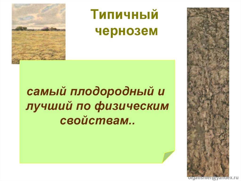 Для какой природной зоны характерны черноземы почвы. Чернозем Типичный. Чернозем презентация. Серые Лесные почвы.