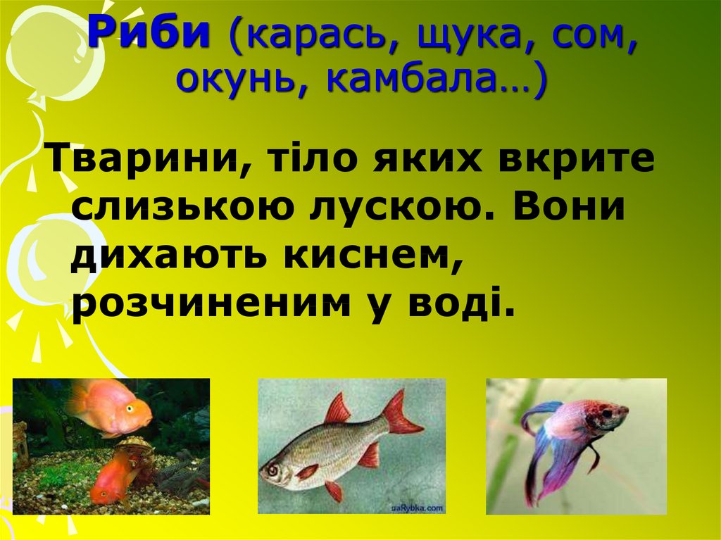 На крючок в этой реке попадается удивительная рыба окунь карась щука ерш схема