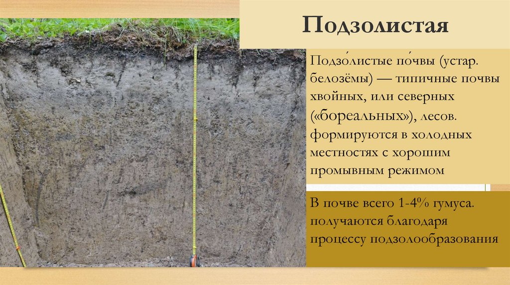 Как используется подзолистая почва. Подзолистые почвы. Дерново-подзолистые почвы. Подзолистые почвы разрез. Подзолистые почвы 4 класс.