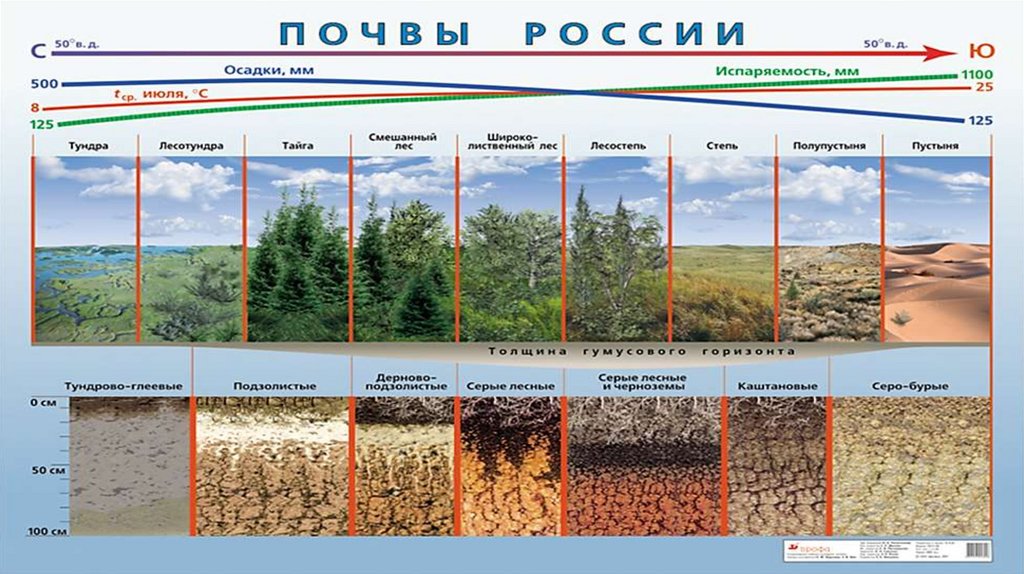 Важнейшим свойством почвы является наличие. Формирование и свойства почвы. Агрогидрологические свойства почвы. Почва 8 класс. Формирование и свойства почвы 8 класс.