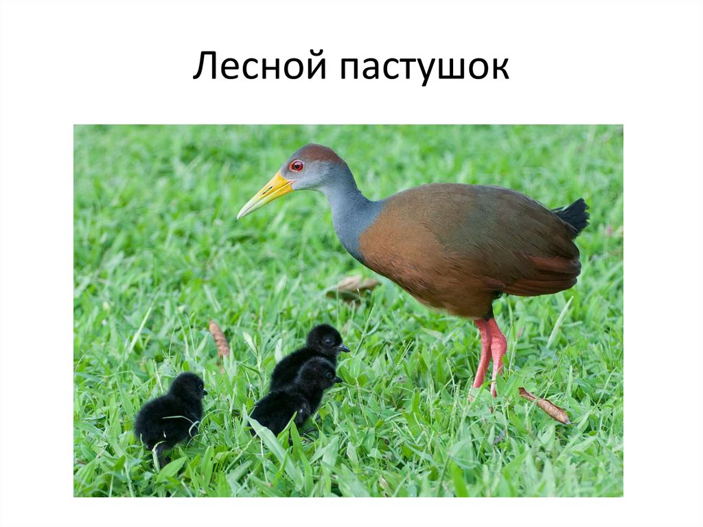 Лесные пастушки