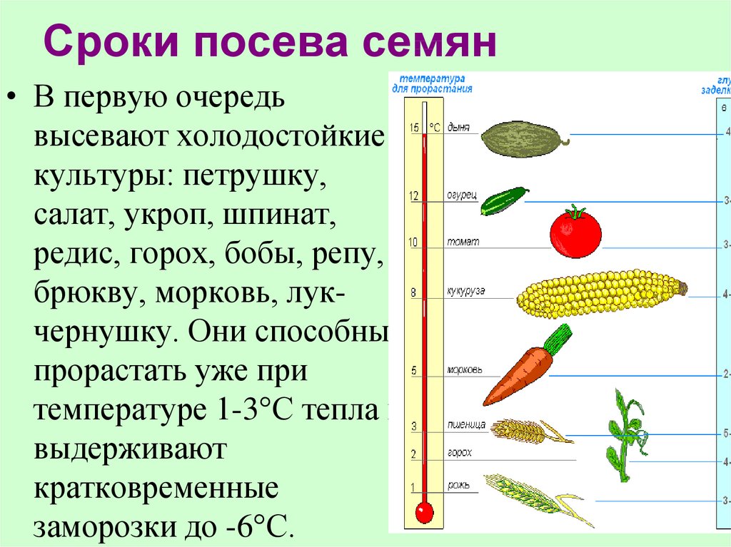 Технология посева и посадки культурных растений 6 класс технология презентация