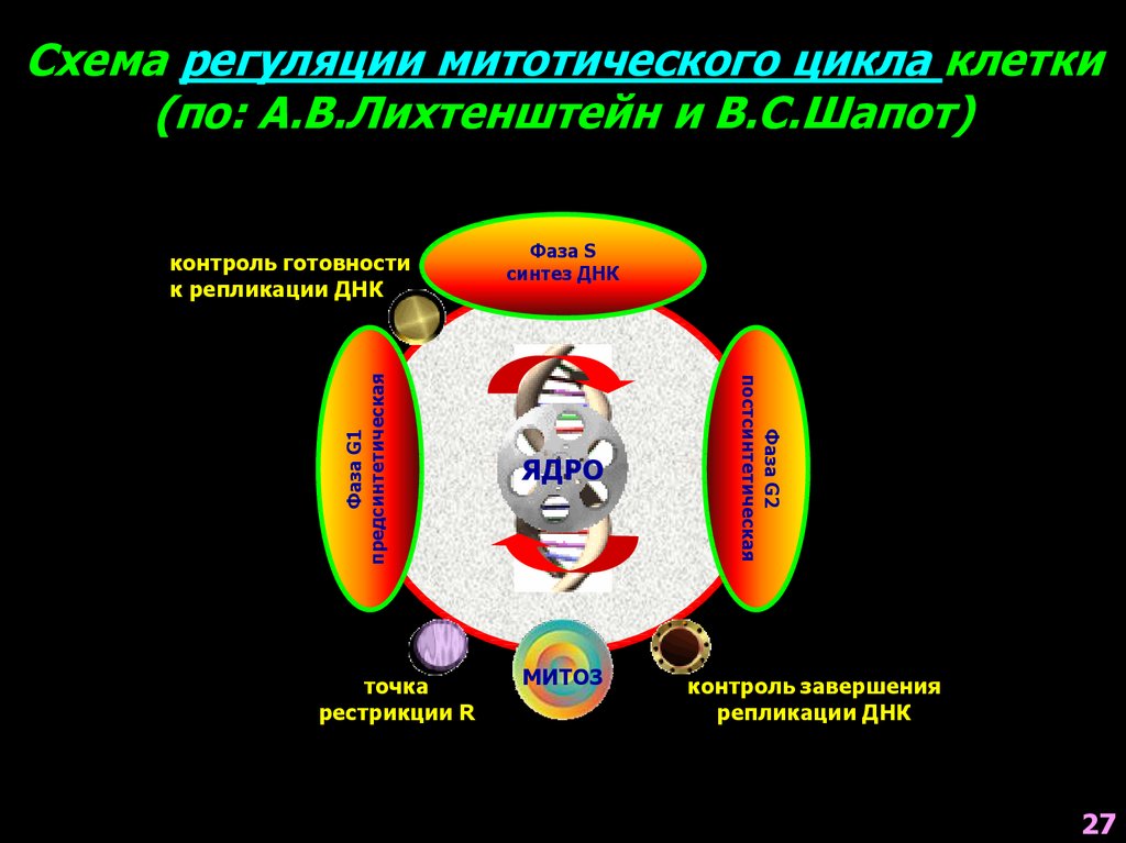 Схема митотического цикла