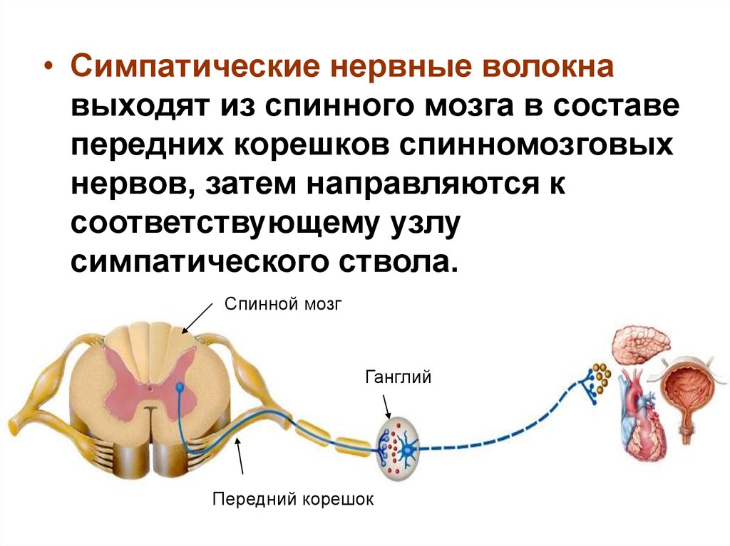 Презентация вегетативная нервная система 8 класс биология пасечник