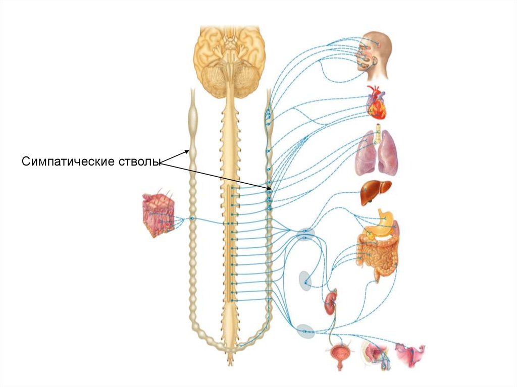 Отделы симпатического ствола. Вегетативная нервная система 8 класс биология. Симпатический нервный ствол. Симпатический ствол вегетативной нервной системы.