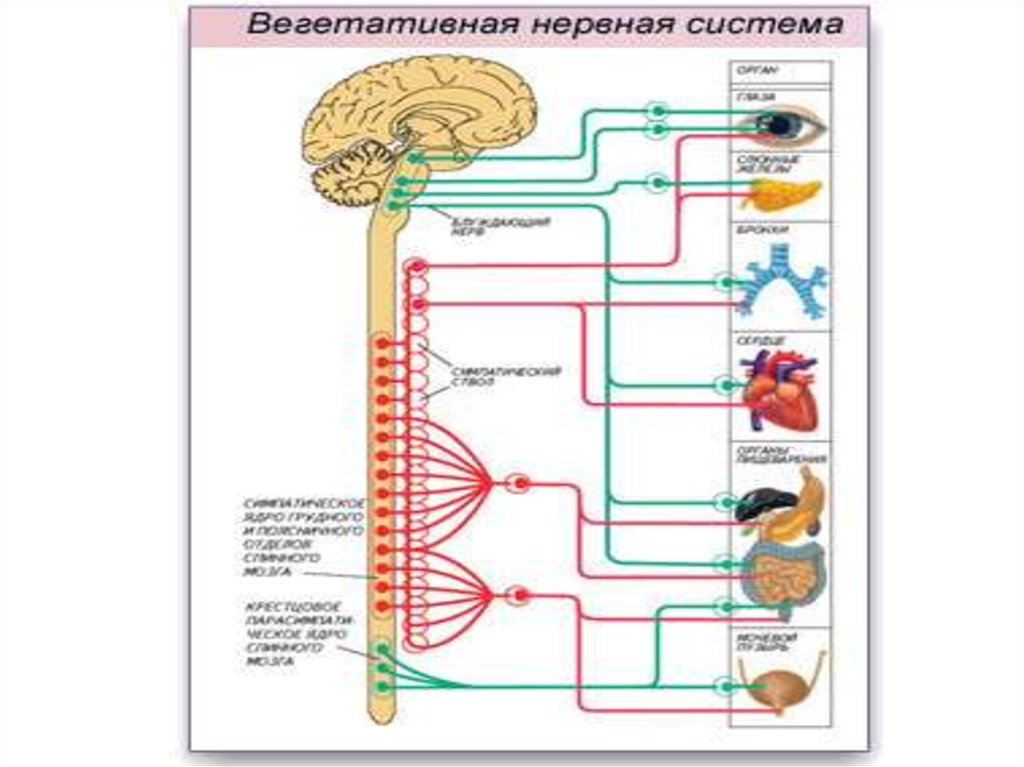 Вегетативная нервная система презентация 8 класс пасечник