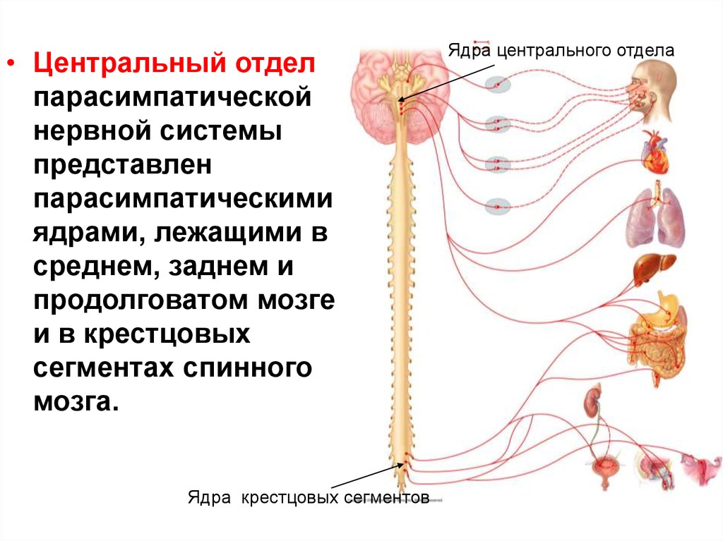 Нервная система расположена. Периферический отдел парасимпатической нервной системы. Строение ядер центральных отделов вегетативной нервной системы. Ядра симпатической нервной системы. Нервные узлы парасимпатического отдела ВНС находятся в.