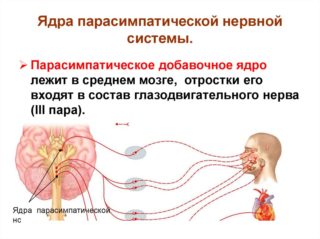 Где расположены симпатические вегетативные ядра. Ядра вегетативной нервной системы. Вегетативная нервная система расположение нервных узлов. Вегетативная нервная система центральные отделы парасимпатическая. Локализация ядер вегетативной системы.