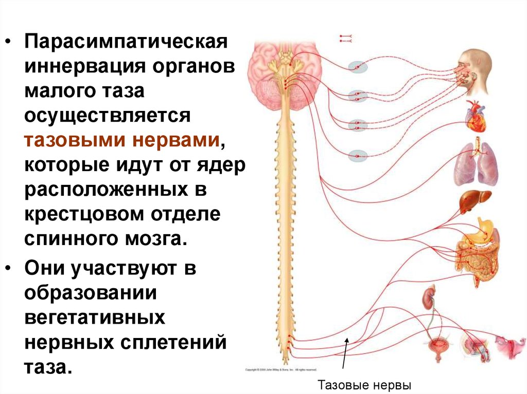 Иннервируемые органы соматической нервной системы. Иннервация вегетативной нервной системы. Симпатический отдел вегетативной нервной системы иннервация. Симпатическая иннервация таза. Парасимпатическая иннервация органов малого таза схема.