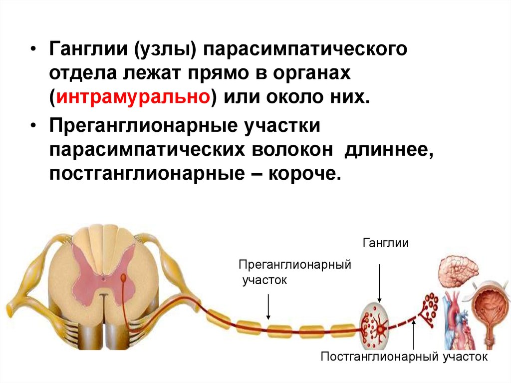Нервный узел где. Ганглии ВНС функции. ВНС узлы ганглии. Узлы нервной системы человека.