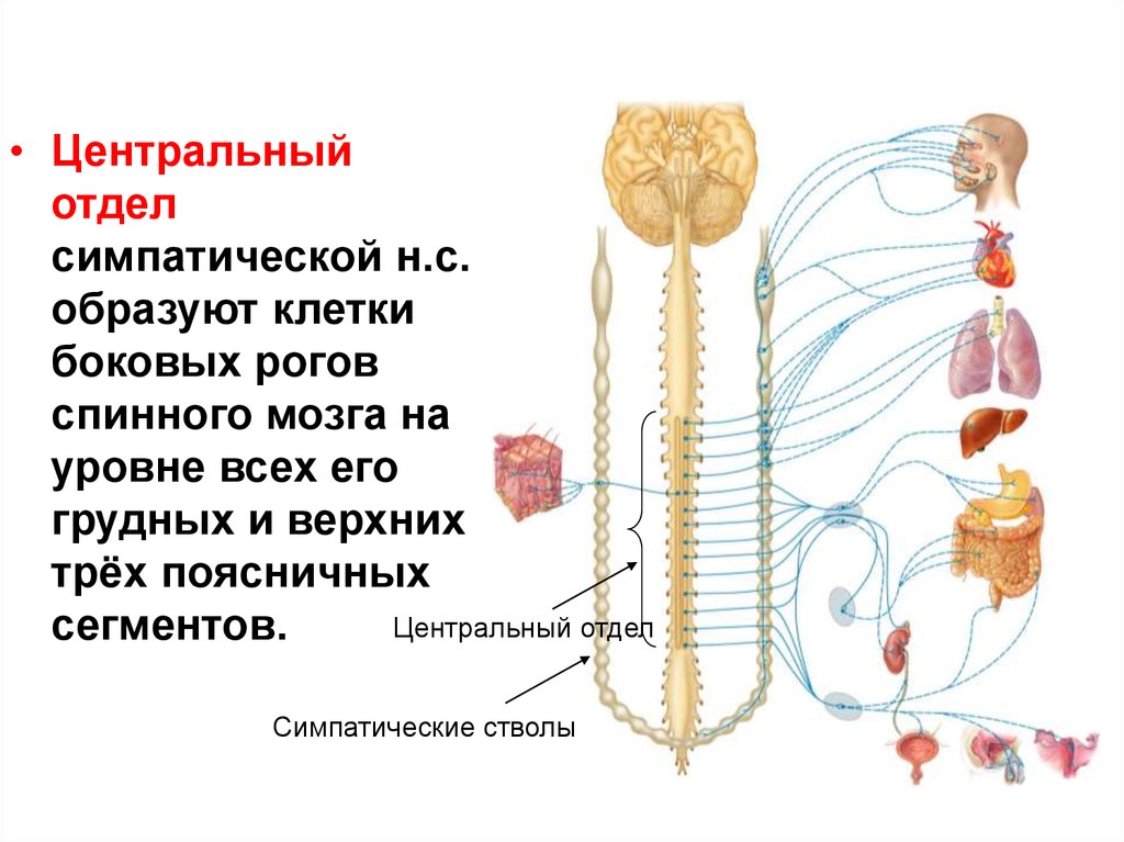 Где расположены симпатические вегетативные ядра. Ядра вегетативной нервной системы. Ядра симпатической нервной системы расположены в боковых рогах. Боковой Рог спинного мозга вегетативной нервной системы. Центральная симпатическая нервная система.