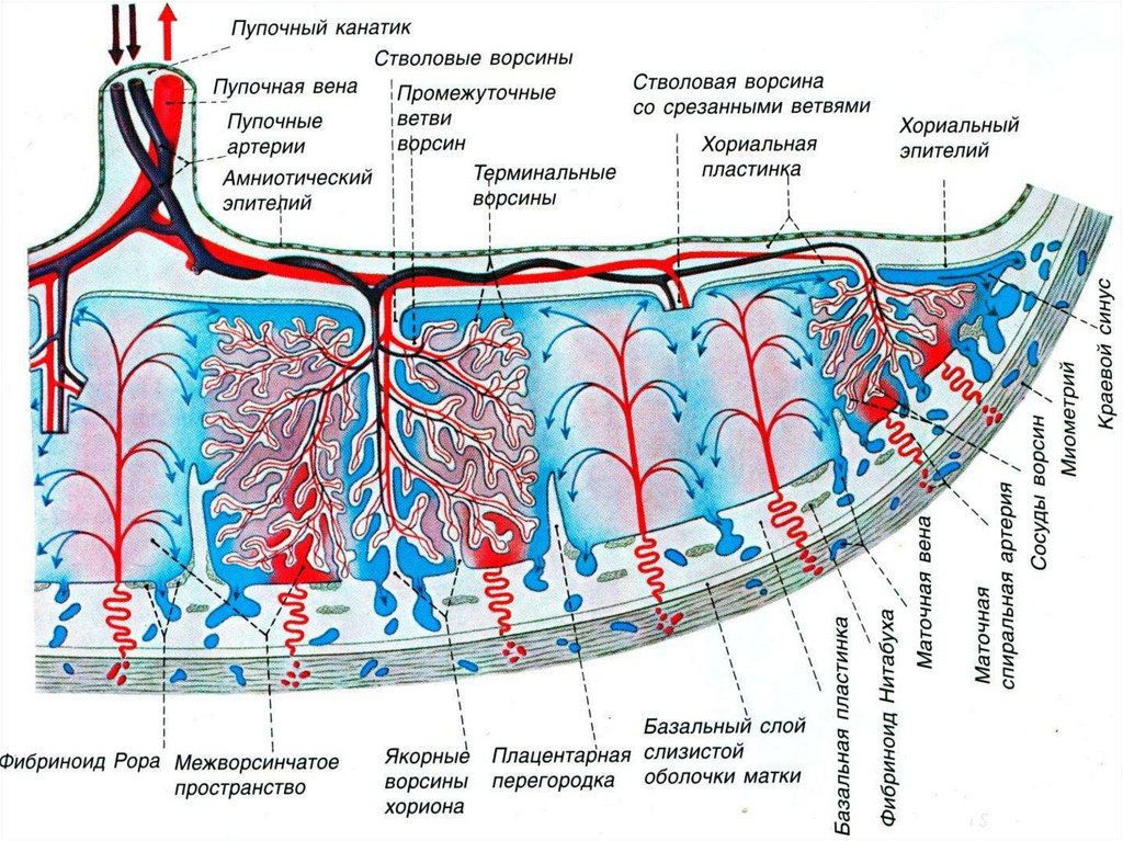 Кровоснабжение матки презентация