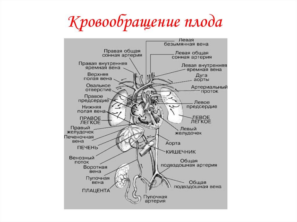 Кровоснабжение плода схема