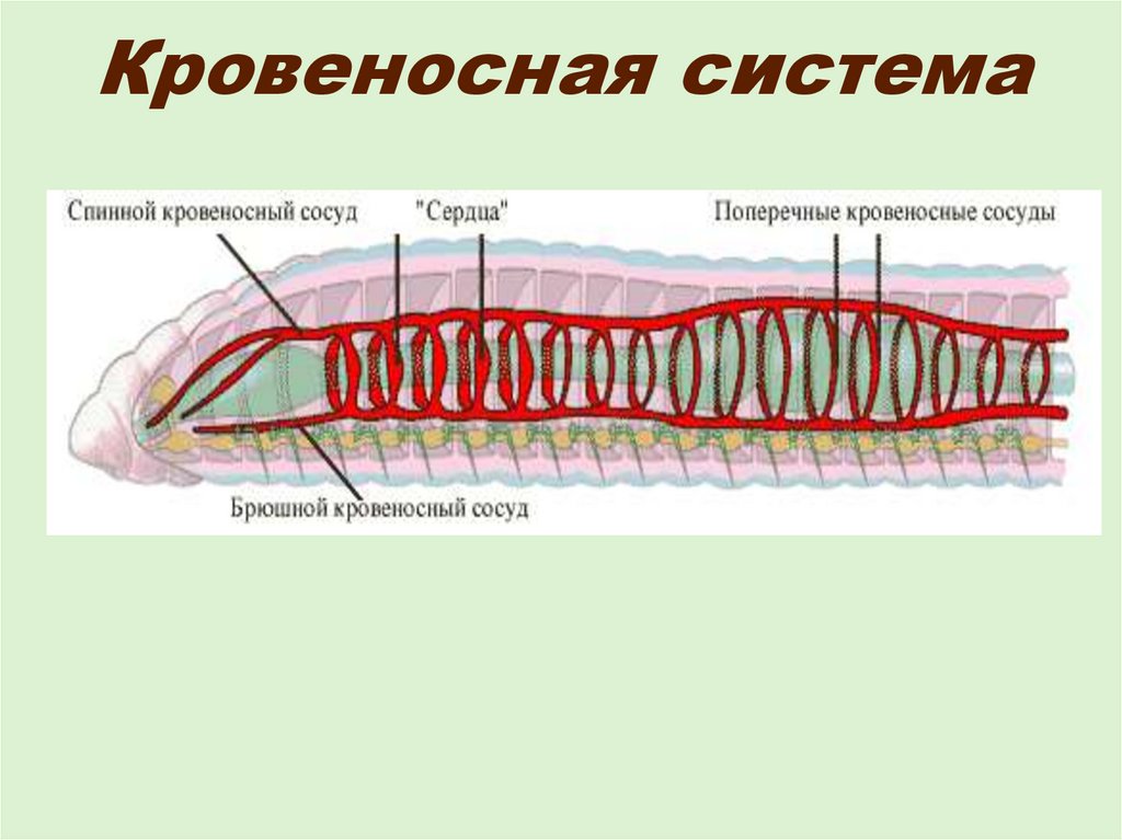 Дыхание дождевого червя. Кровеносная система кольчатых червей рисунок. Строение кровеносной системы кольчатых червей. Строение кровеносной системы дождевого червя. Черви кровеносная система.