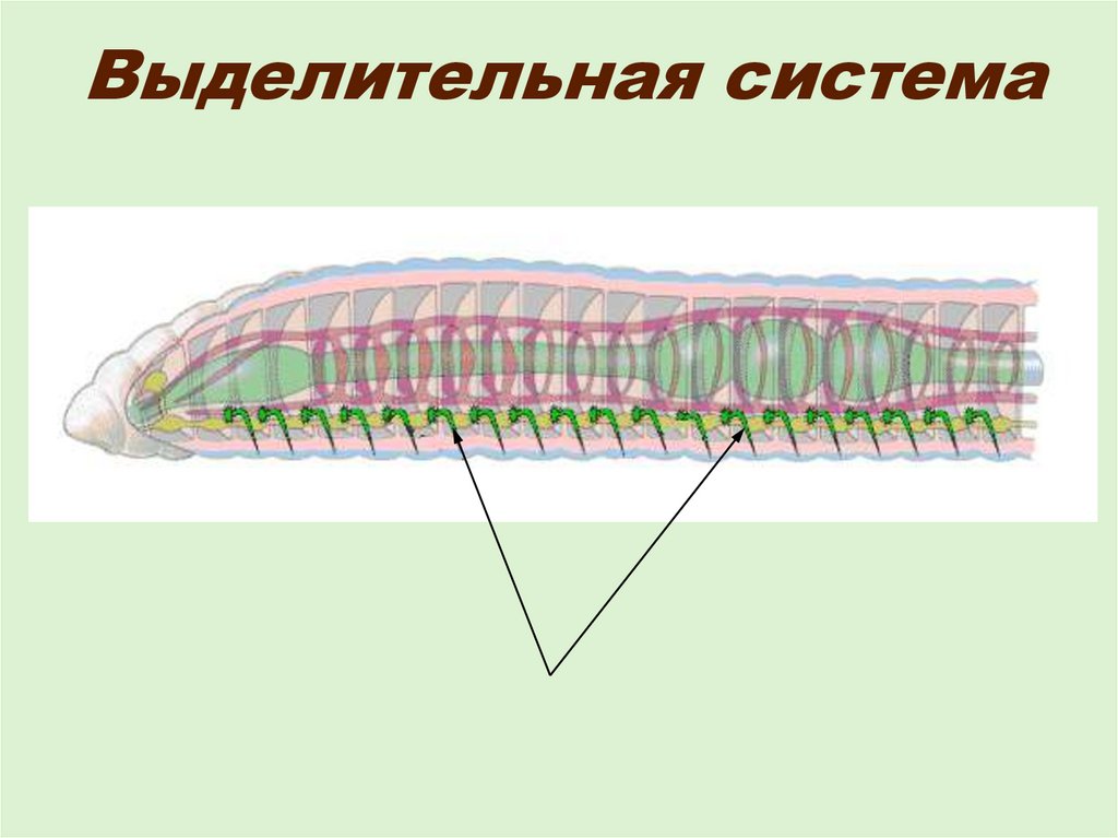 Дыхательная система кольчатых червей. Кольчатые черви выделительная система. Тип кольчатые черви выделительная система. Метанефридии строение червей. Выделительная система плоских круглых и кольчатых червей.