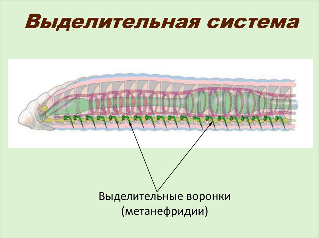 Органы выделительной системы червя. Кольчатые черви выделительная система. Выделительная система кольчатых червей. Выделительная система кольчатых червей 7 класс. Выделения и выделительная система кольчатых червей.