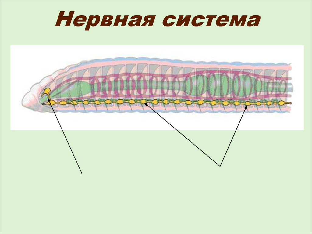 Нервная система кольчатых. Нервная система кольчатых червей схема.