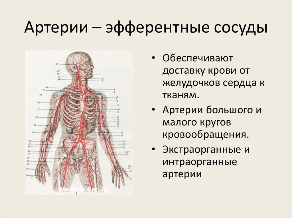 Статья артерия жизни по дну чего. Артерии. Артериальные сосуды человека. Расположение крупных артерий. Основные артерии организма.
