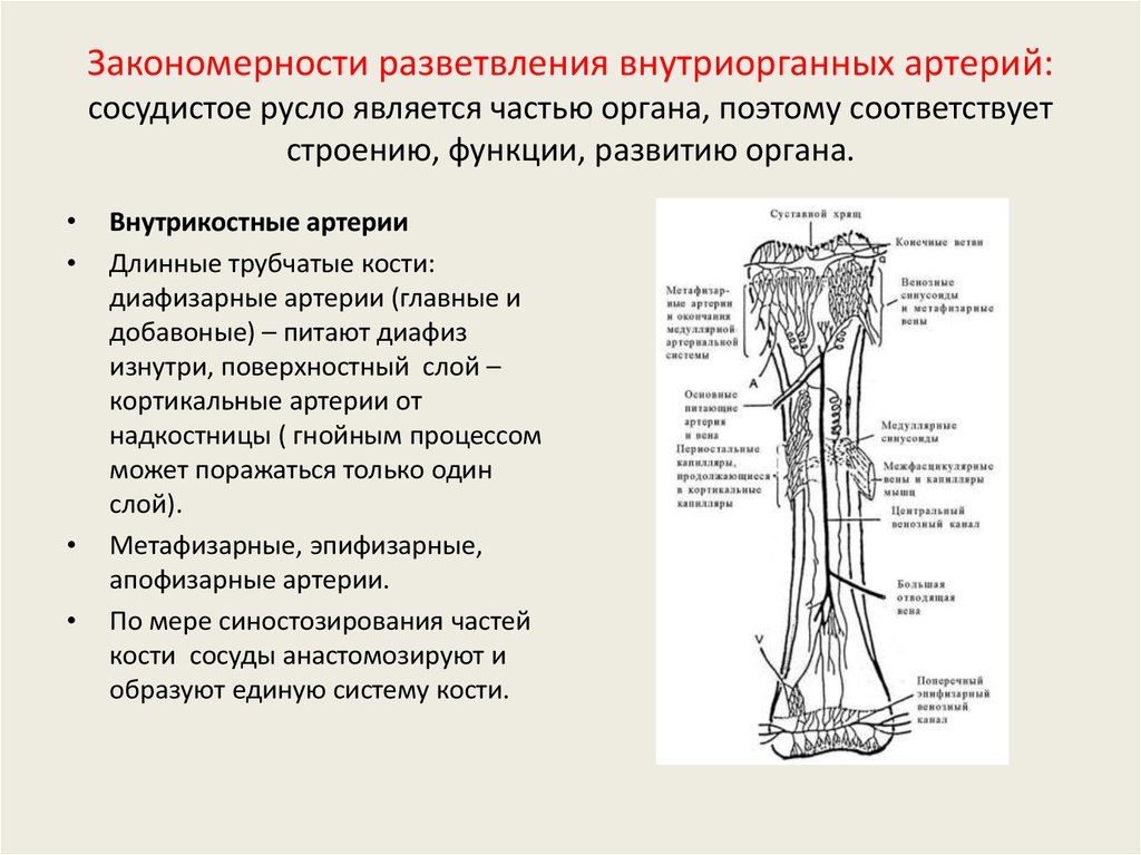 Закономерности разветвления внутриорганных артерий: сосудистое русло является частью органа, поэтому соответствует строению,