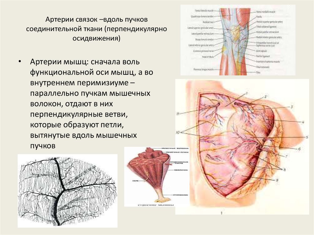 Артерии связок –вдоль пучков соединительной ткани (перпендикулярно осидвижения)