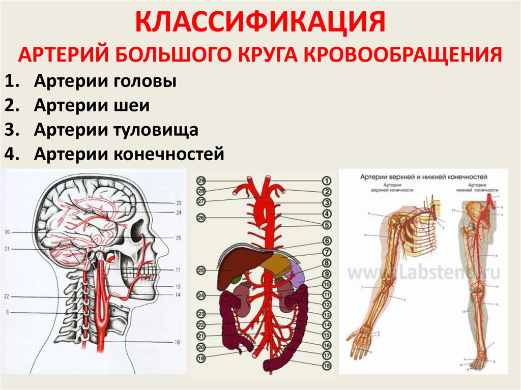 Какую функцию выполняет артерия в процессе кровообращения. Артерии большого круга кровообращения. Артерии туловища. Артерии человека анатомия. Артерии туловища анатомия.