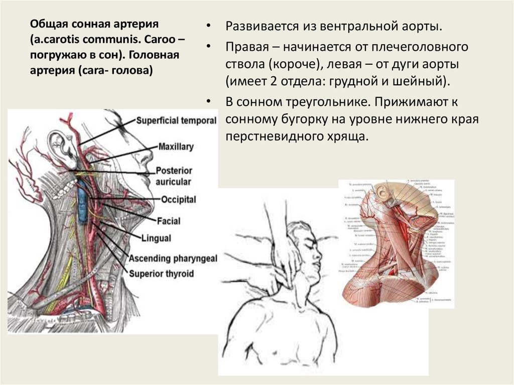 Общая сонная артерия (a.carotis communis. Caroo – погружаю в сон). Головная артерия (cara- голова)