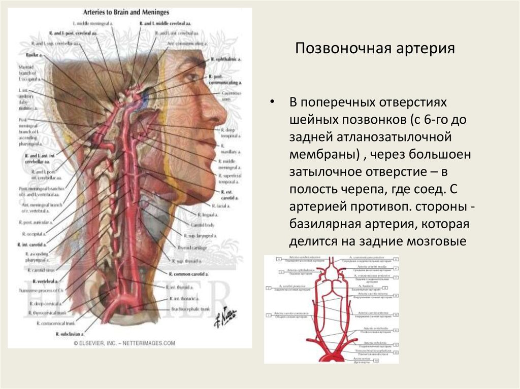 Артерии шейного отдела позвоночника. Неттер позвоночная артерия. Позвоночная артерия в полости черепа. Позвоночная артерия анатомия атлас. Топография позвоночной артерии.