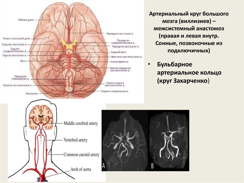 Артериальный круг большого мозга (виллизиев) – межсистемный анастомоз (правая и левая внутр. Сонные, позвоночные из