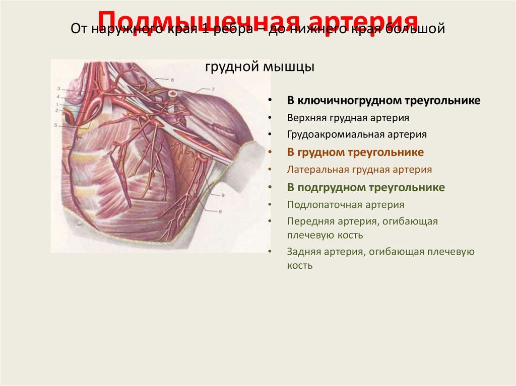 От наружного края 1 ребра – до нижнего края большой грудной мышцы